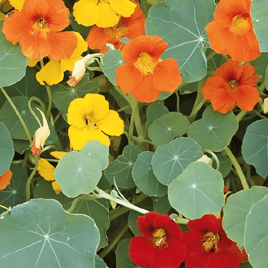 Nasturtium Seeds Tropaeolum Majus Single-flowered Mixed Variety