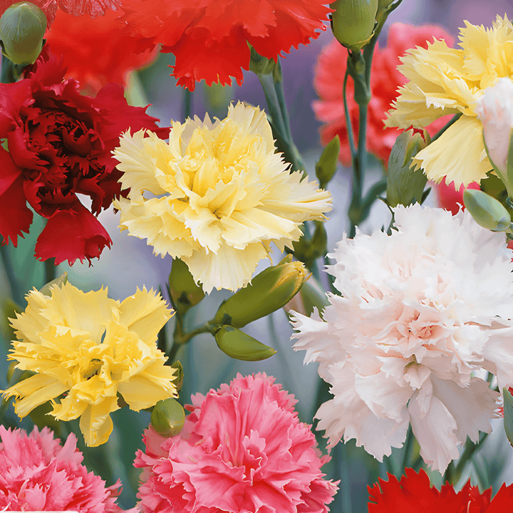 Grenadin Carnation Seeds Dianthus Caryophyllus Mixed Flowers