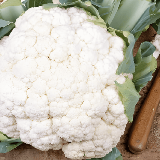 Cauliflower Seeds Alpha 7 Brassica Oleracea Var. Botrytis White Heads