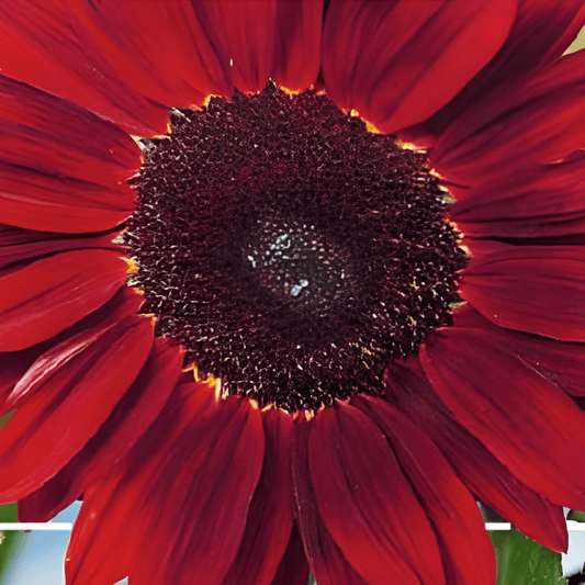 Sunflower Moulin Rouge Helianthus Annuus Seeds Dark Red Blooms