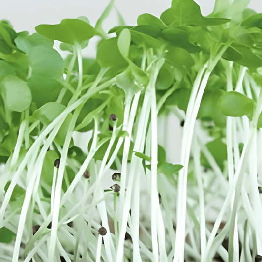 Mizuna Microgreens Seeds Brassica Rapa Subsp Nipposinica Vegetable