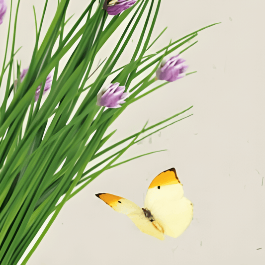 Organic Chives Seeds Allium Schoenoprasum Prager Variety