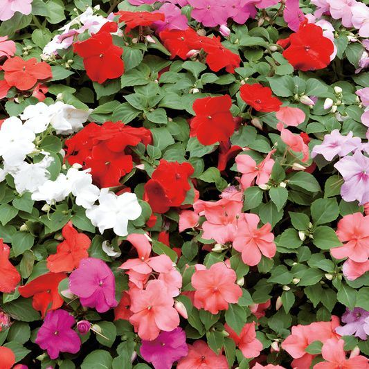 Busy Lizzy Seeds Impatiens Walleriana Safari F2 Mixed Colorful