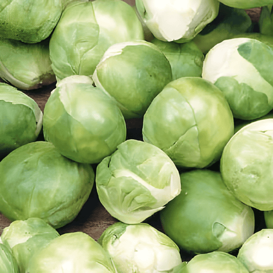 Brussels Sprouts Seeds Brassica Oleracea Early Harvest Variety