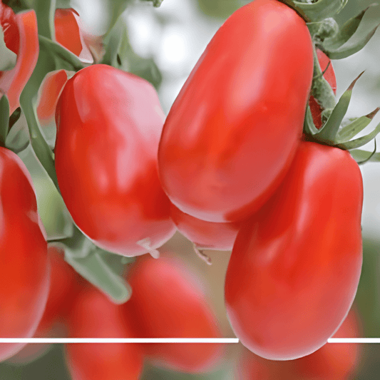 Roma Tomato Seeds Super Roma VF Solanum Lycopersicum Fruits