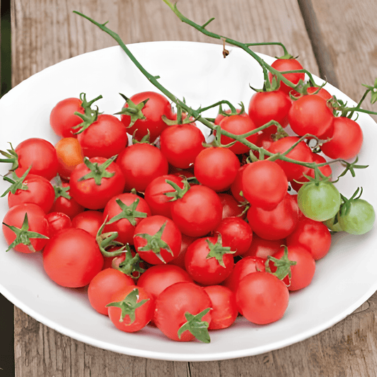 Cherry Tomato Seeds Solanum Lycopersicum Cerise Sweet Flavor