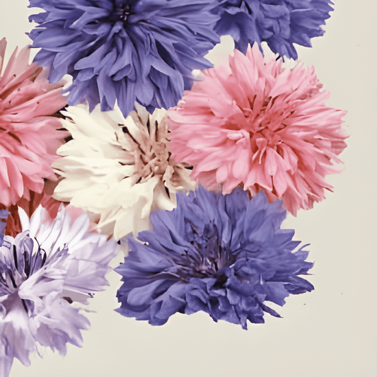 Organic Cornflower Seeds Centaurea Cyanus Mixed Variety