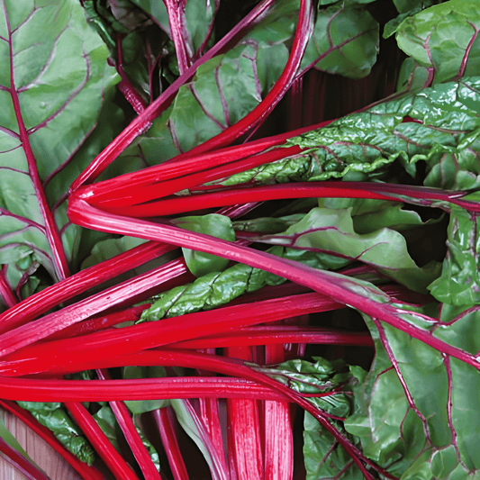 Swiss Chard Microgreens Seeds Beta Vulgaris Red Chard Variety