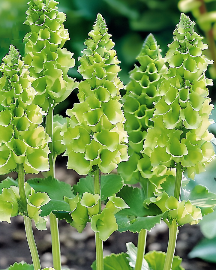 Molucella Seeds Moluccella Laevis Irish Bells Cut Flower Seeds