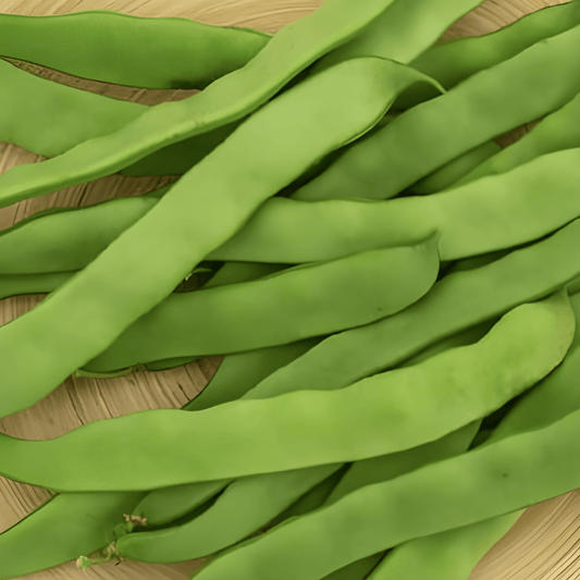 Bush Snap Beans Seeds Phaseolus Vulgaris Stringless Admires Variety
