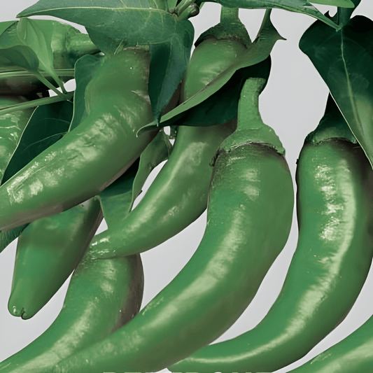 Friggitello Pepper Seeds Capsicum Annuum L Sweet Italian Chili