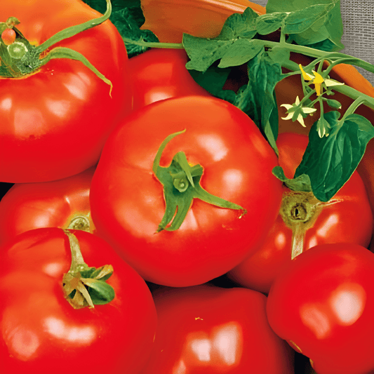 Tomato Moneymaker Seeds Solanum Lycopersicum Popular Variety