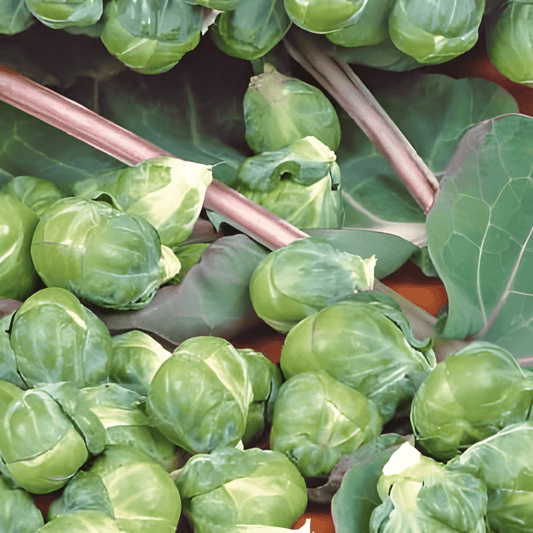 Brussels Sprouts Seeds Red Vein Brassica Oleracea Variety