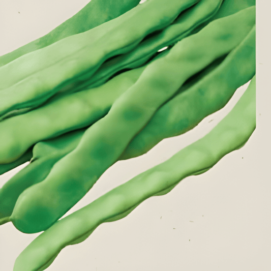 Organic Green Bean Seeds Phaseolus Vulgaris Climbing Snap Helda