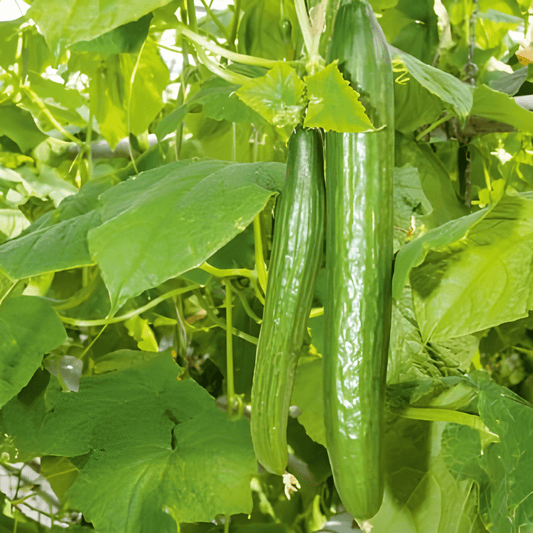 Cucumber Laureen F1 Seeds Cucumis Sativus Productive Variety