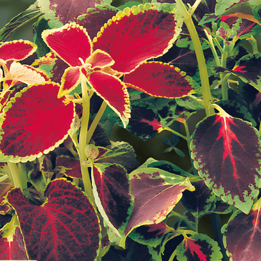 Coleus Rainbow Mix Seeds Coleus Blumei Decorative Annual Flowers