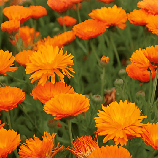 Calendula Seeds Calendula Officinalis Ball's Orange Double-flowered
