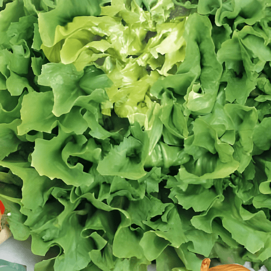 Endive Seeds Cichorium Endivia Number Five 2 Vegetable Variety