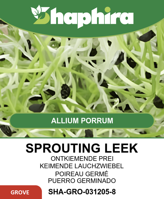 Sprouting Leek Seeds Allium Porrum Fresh Flavor Vegetables