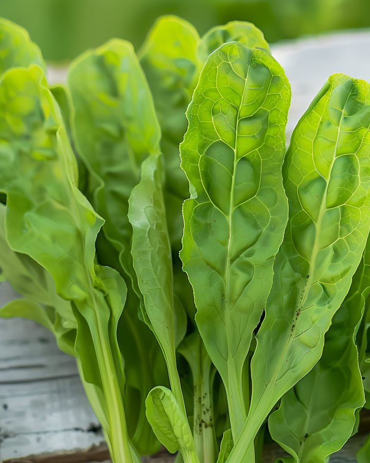 Sorrel Seeds Rumex Acetosa Perennial Herb For Outdoor Cultivation