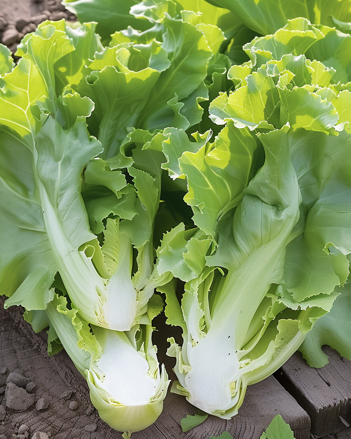 Endive Broadleaf Volhart Winter Seeds Cichorium Endivia Vegetable