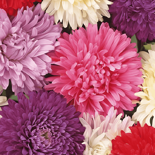 Summer Aster Seeds Callistephus Chinensis Queen Of The Halls