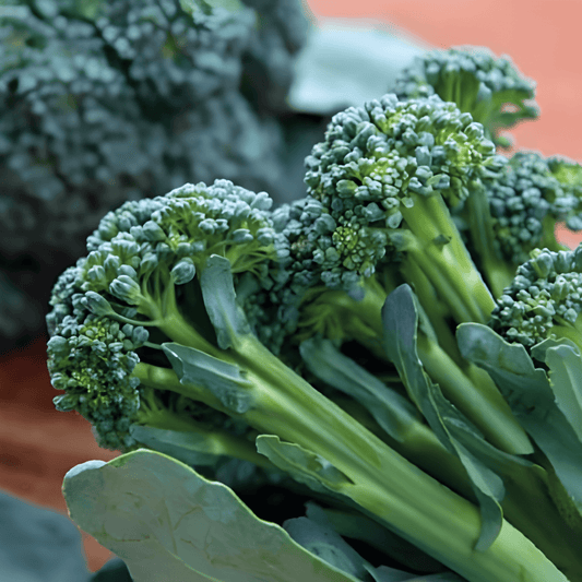 Sprouting Broccoli Montebello F1 Seeds Brassica Oleracea Vegetables
