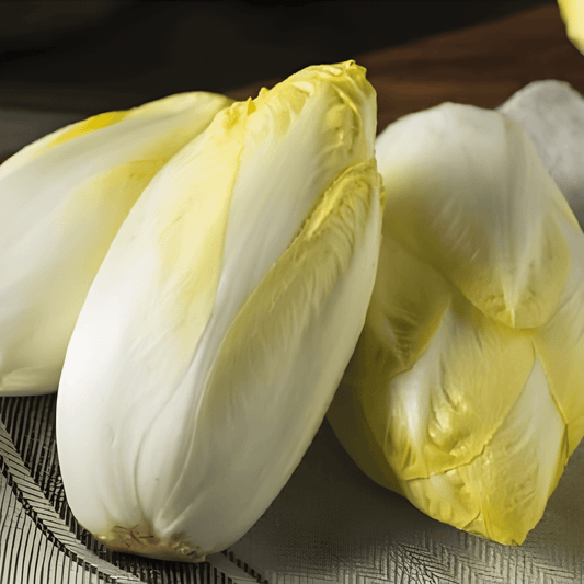 Belgian Endive Seeds Cichorium Intybus Zoom F1 Variety