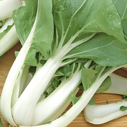 Japanese Pak Choy Seeds Brassica Campestris Vegetable Variety