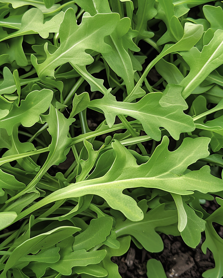 Wild Arugula Seeds Diplotaxis Tenuifolia Spicy Nutty Flavor
