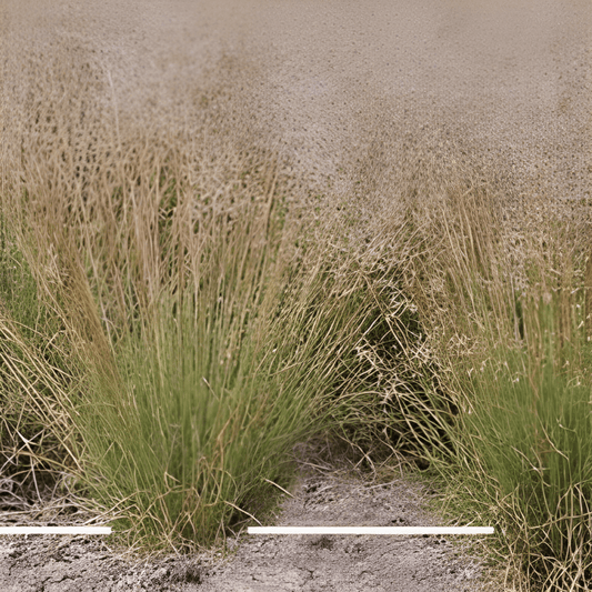 Pampas Grass Seeds Sporobolis Heterolepis Ornamental Soft Foliage