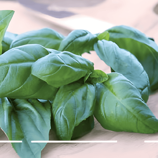 Italian Classic Basil Seeds Ocimum Basilicum Herb Variety