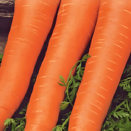 Winter Carrot Seeds Flakkée Daucus Carota Root Vegetables