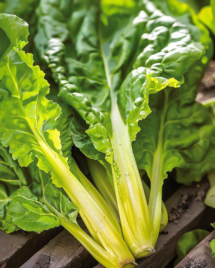 Swiss Chard Seeds Beta Vulgaris Lucullus Vegetable Variety