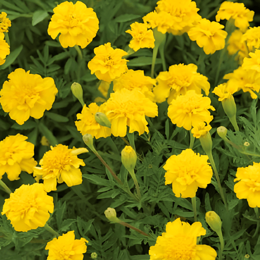 Dwarf African Marigold Tagetes Patula Nana Seeds Petite Yellow