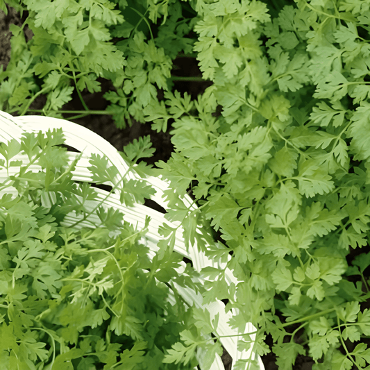 Chervil Seeds Anthriscus Cerefolium Common Herb Variety