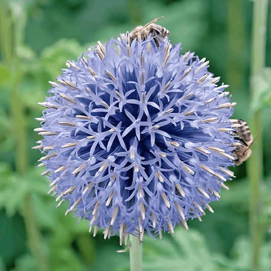Globe Thistle Seeds Echinops Ritro Blue Violet Flowers