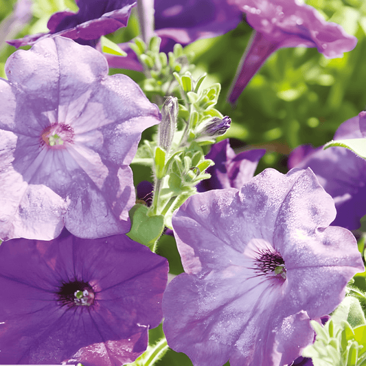Petunia Raadsheer Seeds Petunia X Hybrida Fragrant Flowering Seeds
