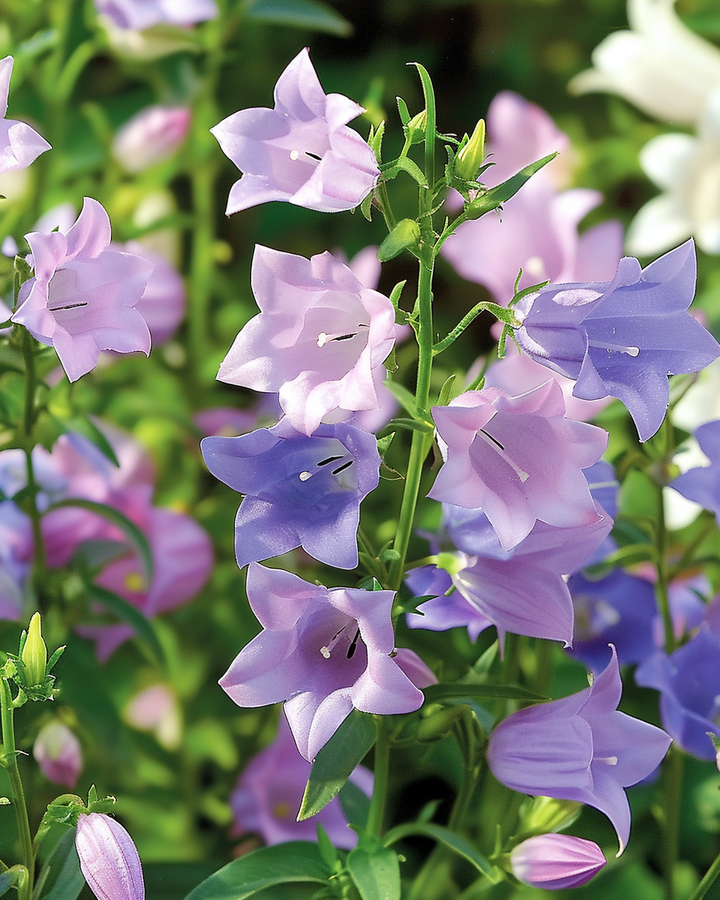 Campanula Seeds Mariette Bell Single-flowered Mixed Campanula Medium