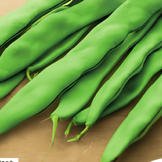 Pole Beans Raadsheer Seeds Phaseolus Vulgaris Stringless Pods