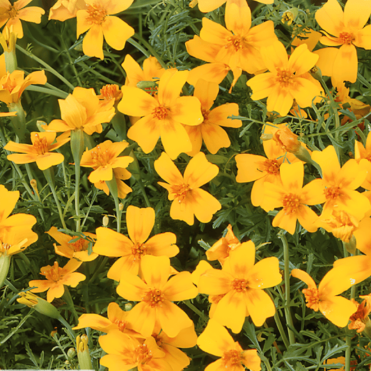 Tagetes Seeds Orange Gem Small Flowers Tagetes Tenuifolia