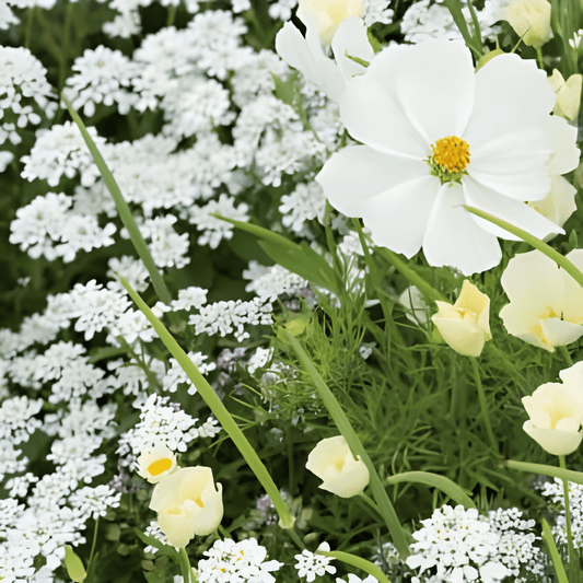 Summer Flower Seeds White Mix Summerflowers Mixture Of Shades