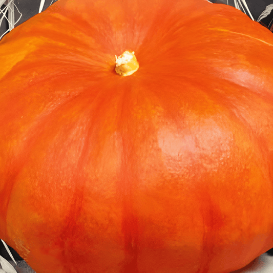 Red Of Etampes Pumpkin Seeds Cucurbita Maxima Vegetable