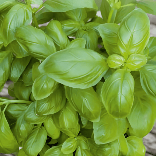 Basil Seeds Large Leaved Ocimum Basilicum Mediterranean Herb Variety