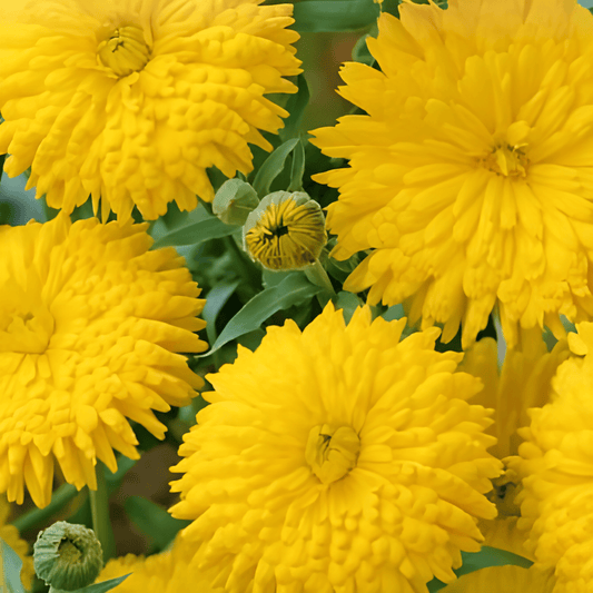 Calendula Seeds Golden Emperor Calendula Officinalis Cut Flower Seeds