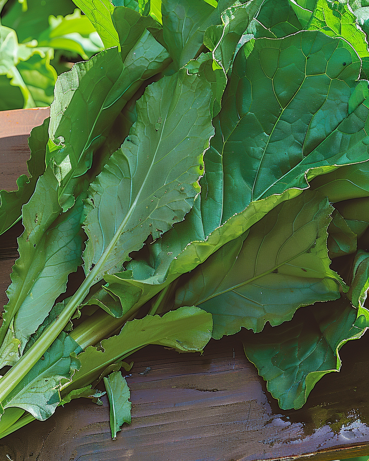 Perennial Spinach Seeds Rumex Patientia Hardy Leafy Vegetable Variety