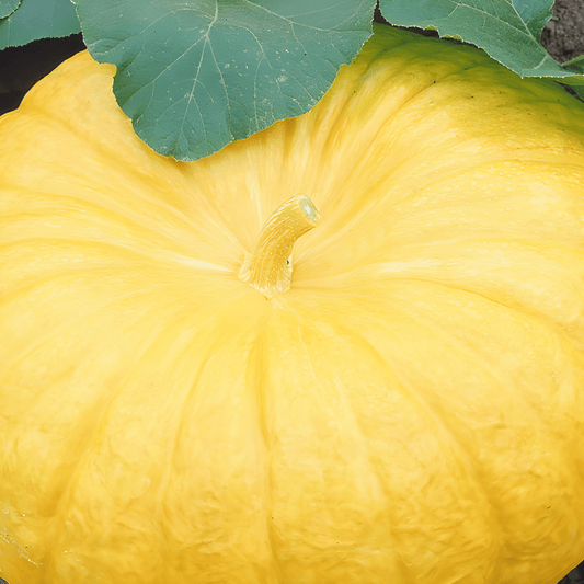 Yellow Giant Pumpkin Seeds Cucurbita Maxima Large Fruits