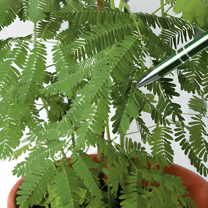 Mimosa Pudica Seeds Sensitive Touch Me Not Flower Seeds