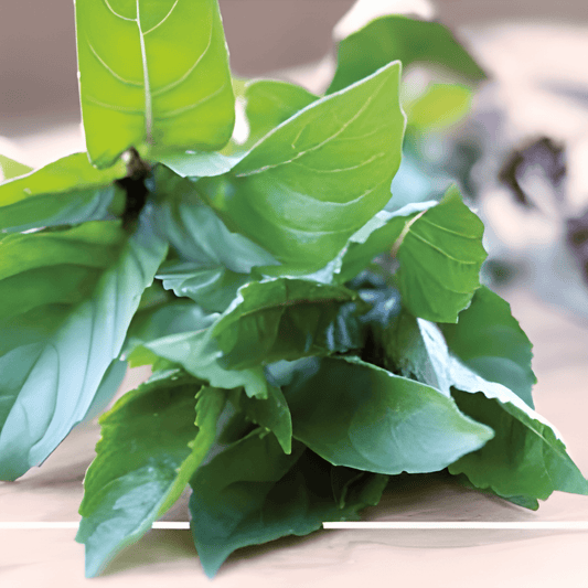 Cinnamon Basil Seeds Ocimum Basilicum Cinnamomum Herb Variety