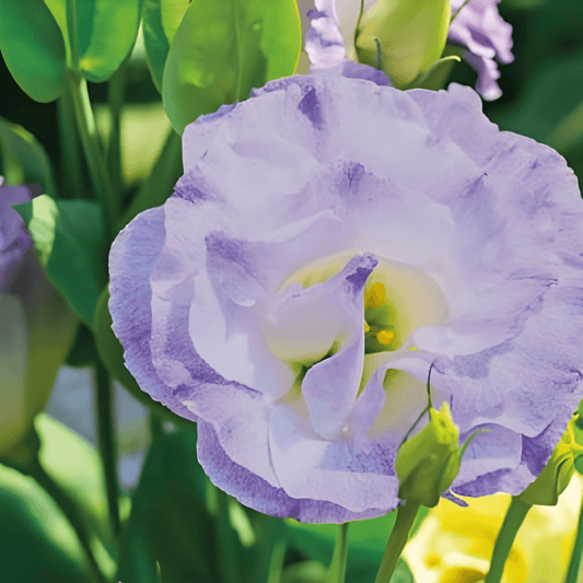 Lisianthus Sky Blue Seeds Eustoma Annual Cut Flower Seeds